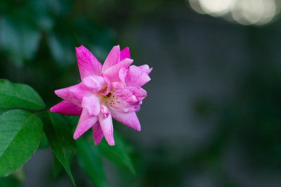 星形的粉红色的花