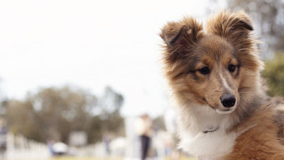 可爱的设得兰牧羊犬小狗在户外狗展。Sheltie 4个月大。与copyspace背景。放牧纯种狗