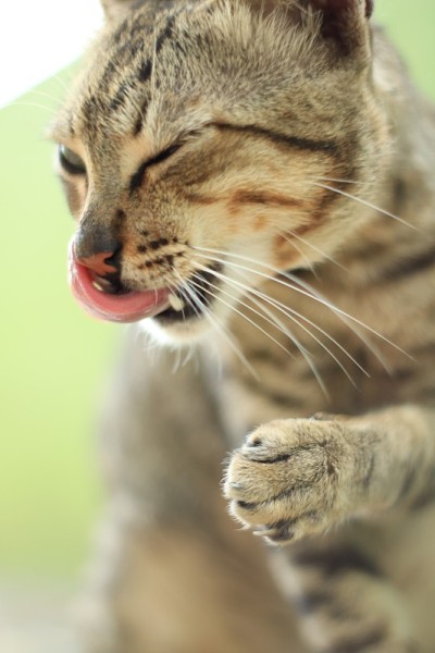 猫