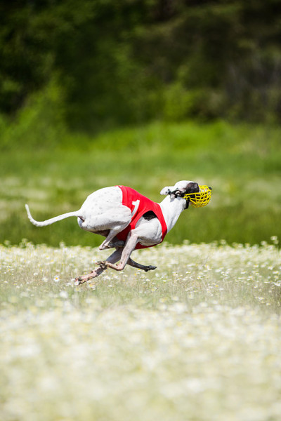 视觉猎犬引诱追逐比赛