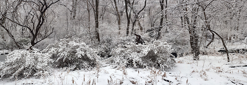 暴风雪