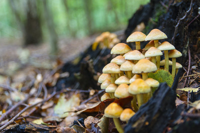 蘑菇(菌丝瘤束状)，在森林中