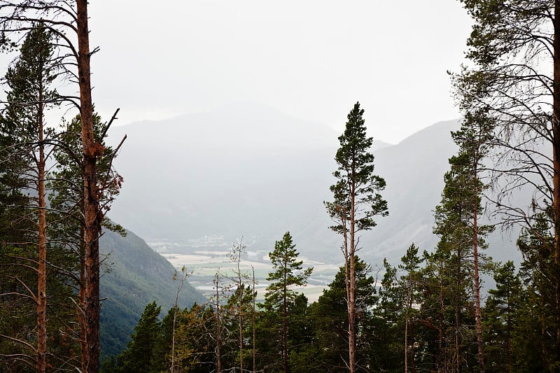 松树和景色山谷在山上。