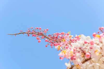 桂花在蓝天