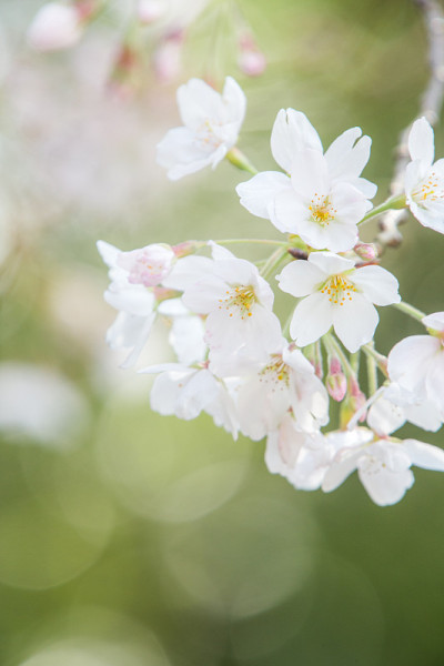 樱花(日本吉野樱桃树)