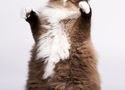 猫毛茸茸的胸部