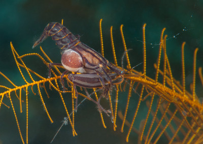 海百合鲷虾01 Synalpheus stimpsonii
