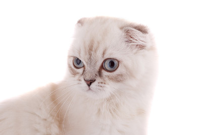 小猫