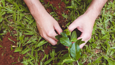 种植一棵树