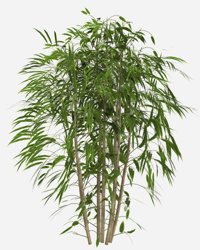竹林