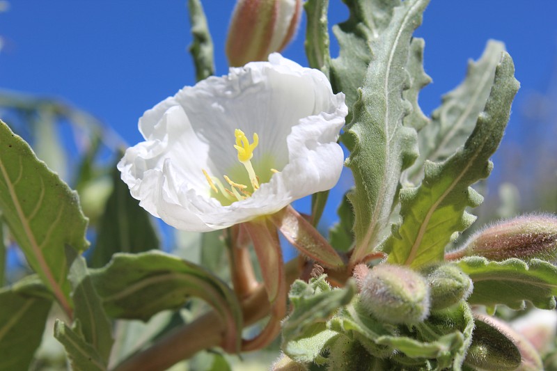 Oenothera casespitosa -丛生晚樱草-约翰逊谷- 031519 a