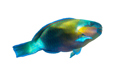 生锈的鹦嘴鱼(Scarus ferrugineus)孤立在白色背景，红海，埃及。