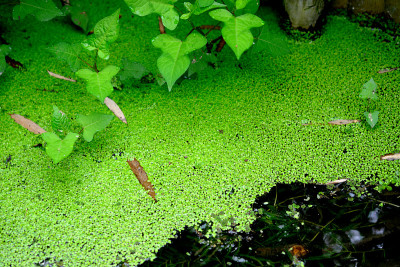 水生植物在这条河里生长