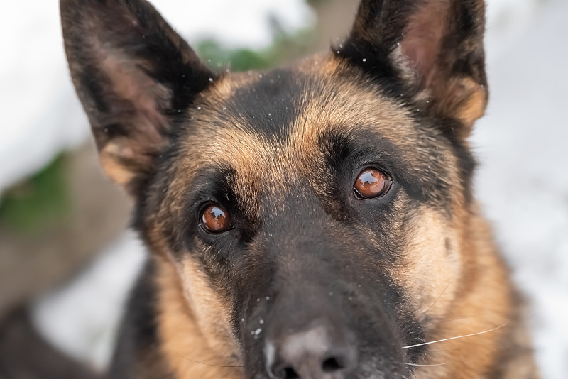 这只德国牧羊犬用忠诚的眼神看着主人