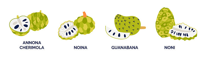 一套奇异的水果。矢量插图。安娜cherimola noina guanabana noni。完整和半