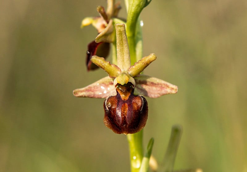 自然生境中的东方蜘蛛兰(Ophrys mammosa)