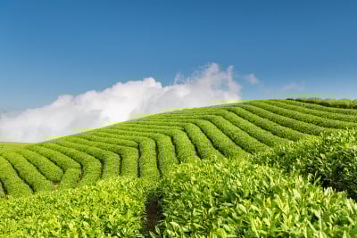 美丽的绿茶种植园