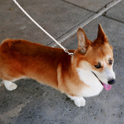 彭布罗克威尔士科基犬