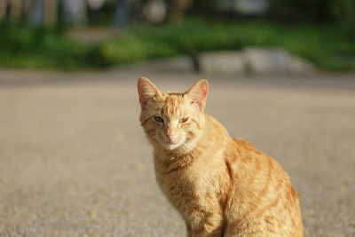 红色流浪猫肖像在阳光明媚的日子