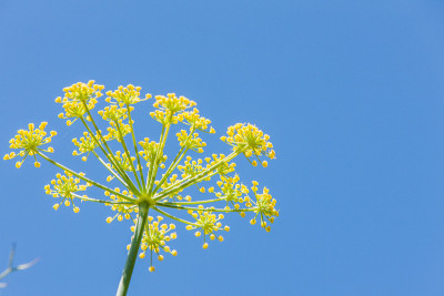 花的天空