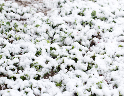 草莓上的雪