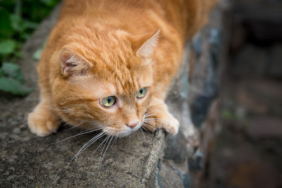 红猫,户外。