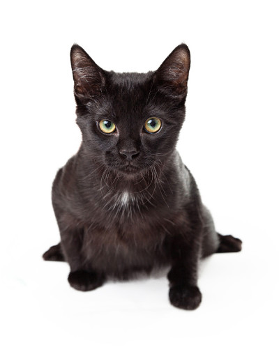 严肃的黑猫在猛扑姿态