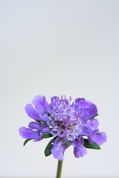 紫色的花，白色的背景