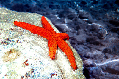 Echinaster sepositus(地中海红海之星)