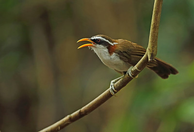 White-browed Scimitar-babbler