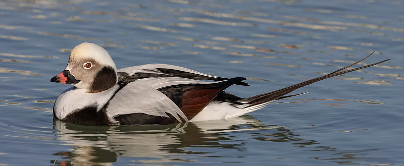 长尾鸭(Clangula hyemalis)，在北美通常被称为古squaw，是一种中型海鸭