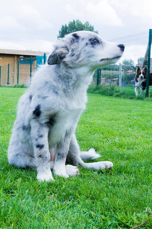 蓝山鸟色边境牧羊犬幼仔