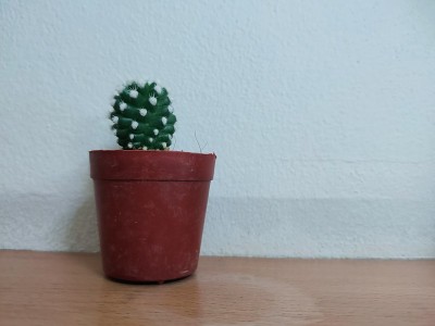 仙人掌