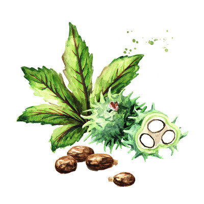 绿色蓖麻豆，叶和种子。水彩手绘插图孤立的白色背景