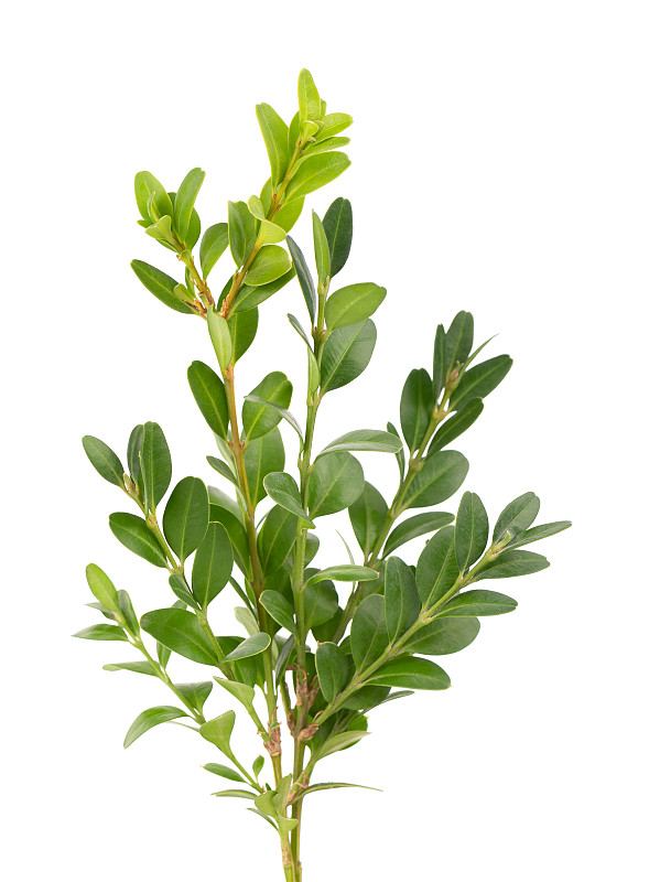 黄杨树枝孤立在白色背景上。绿色黄杨木小枝。带有剪切路径的Buxus。