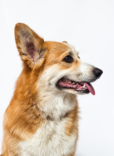 威尔士科基犬的狗
