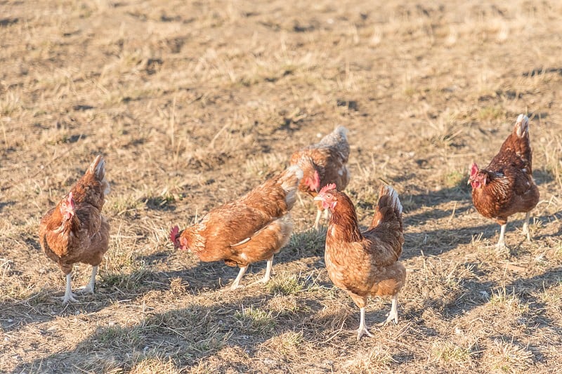 褐鸡生活在生物家禽农场草地的户外