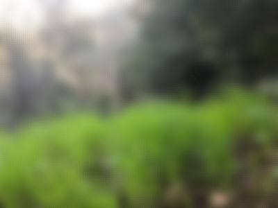 绿草