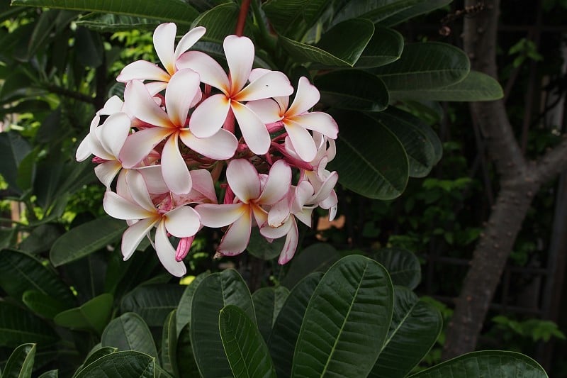 寺树花，夹竹桃科鸡蛋花或鸡蛋花