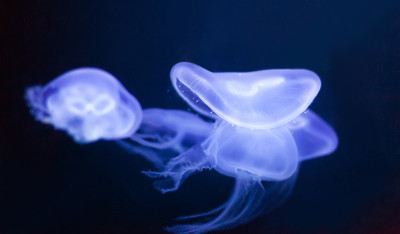 深海中的水母