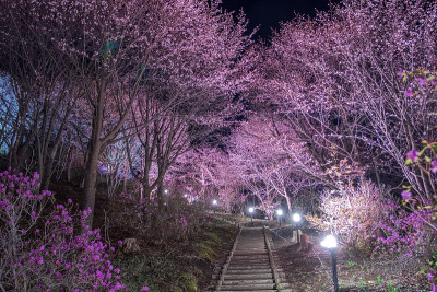 樱花在日本北海道绽放