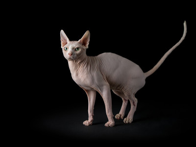 Sphynx猫