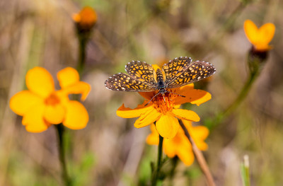 黄色毛茛上的Elada Checkerspot。