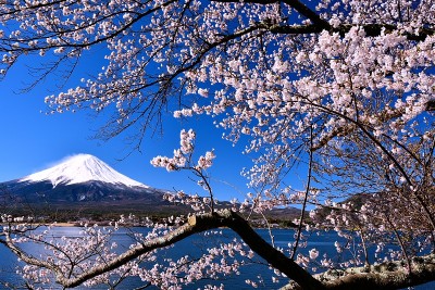 富士山和樱桃树