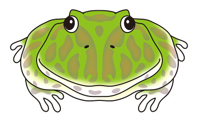 Bertunogael Ceratophrys ornata特征插图