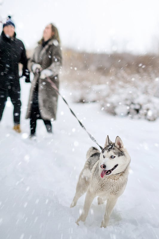 Husky dog on a winter walk with the owners.