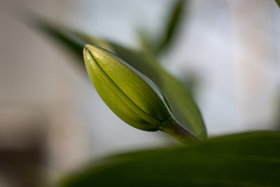 花蕾即将绽放