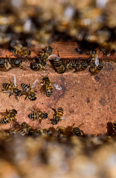 一个蜂巢，从里面看风景。bee-hut。蜜蜂。蜂房的入口。