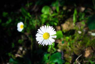 雏菊花