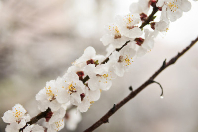 雪中的杏花